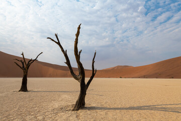 Early morning solitude at sunrise, surrounded by red sand dunes, with a dead tree, an acacia, in the clay pan of Deadvlei, Namibia, Africa.