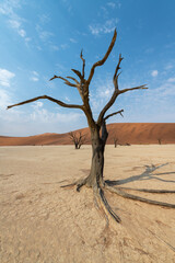 Early morning solitude at sunrise, surrounded by red sand dunes, with a dead tree, an acacia, in...