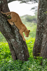 A young lion, fearful but also brave, jumping from an acacia tree, Lake Ndutu, Tanzania, Africa.