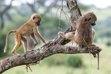 Two young baboons on a branch ignoring each other, Tarangire National Park, Tanzania, Africa.