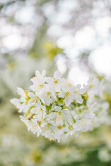 Springtime flowering branches and a bee with copy space banner