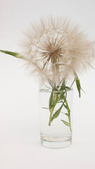 A bouquet of airy dandelions in a transparent glass vase, a glass on a white, pastel background