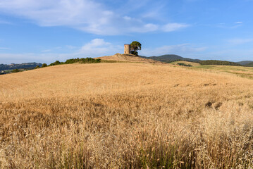Turm der alten Mühle in Bibbona in der Landschaf hinter getreidefeldt