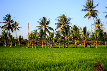 Fototapeta premium The vast expanse of beautiful rice fields with coconut trees in the middle of the rice fields, small cottages for resting and clear blue skies give an extraordinary impression.
