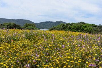 Blüte am Meer der Bucht von Barrati in der Toskana