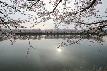 桜
