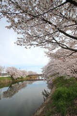 桜