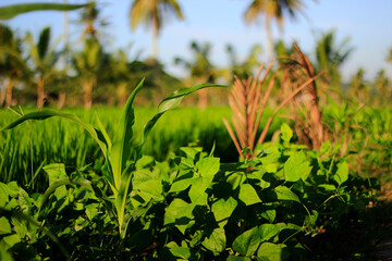 Fertile corn trees are in the middle of the rice fields plus the clear sky adds to the beauty of the natural scenery in the rice fields.
