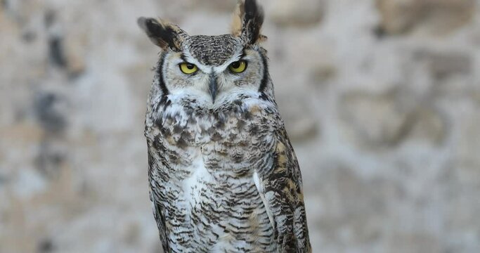 great horned owl