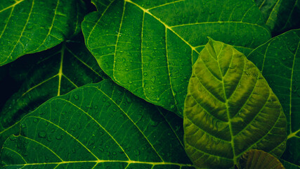 closeup nature view of tropical leaves background, dark nature concept