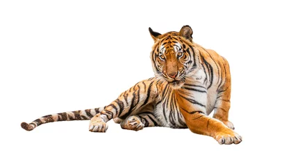 Draagtas koninklijke tijger (P. t. corbetti) geïsoleerd op een witte achtergrond uitknippad opgenomen. De tijger staart naar zijn prooi. Jager-concept. © Puttachat
