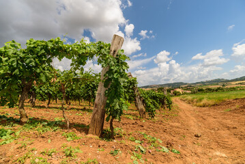 Weinberg in der Toskana im Sommer bei Wolken und blauem Himmel und roter Erde
