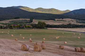 Strohballen ( rund)  auf dem abgeernteten Wiesen vor der Macchia della Magona in Italien im Sommer 