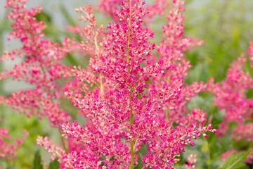 Astilbe rheinland (Astilbe japonica 'Rheinland')