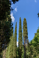 Zypressen in der Toskana bei blauem Himmel im Sommer