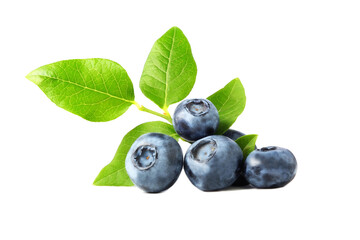 A blueberry branch isolated on a white background