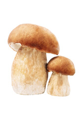 large and young porcini Boletus edulis king bolete mushrooms isolated on a white