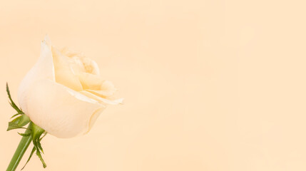 Fototapeta na wymiar Minimalist champagne rose white poster background