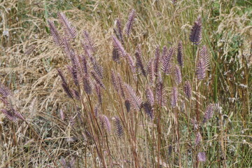 Purple spikelets of field cereal in a wild field.