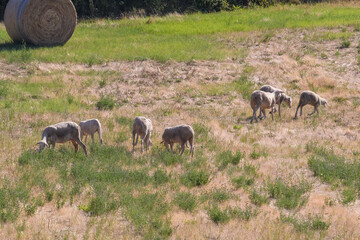 Schafe auf der Weide in der Toskana mit Strohballen( rund) im Sommer