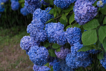 雨とあじさい　雨を強調