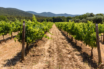 Fototapeta na wymiar Weinberg in der Toskana bei Bolgheri im Sommer bei Wolken und blauem Himmel und Olivenbäume und Hügeln