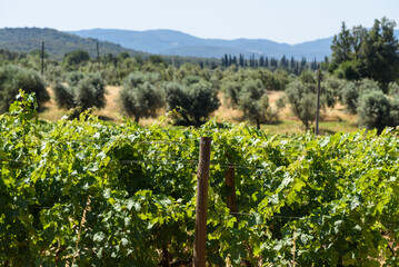 Fototapeta na wymiar Weinberg in der Toskana bei Bolgheri im Sommer bei Wolken und blauem Himmel und Olivenbäume und Hügeln