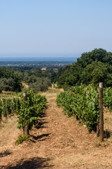 Fototapeta na wymiar Weinberg in der Toskana bei Bolgheri im Sommer bei Wolken und blauem Himmel und Olivenbäume und Meer im Hintergrund