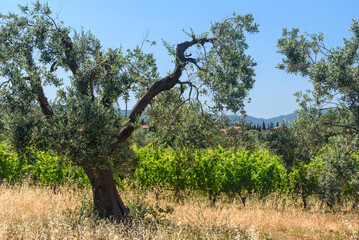 Alte Olivenbäume in der Toskana vor blauem Himmel im Sommer