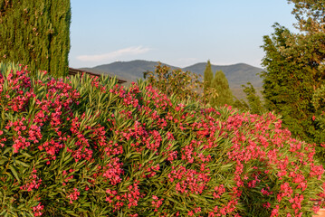 Oleanderhecke in der Toskana  mit Zypressen und  Hügeln.