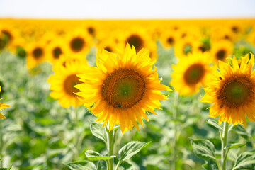 Obraz premium Field with a blooming sunflower in Eastern Europe 