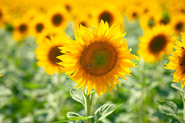Field with a blooming sunflower in Eastern Europe 