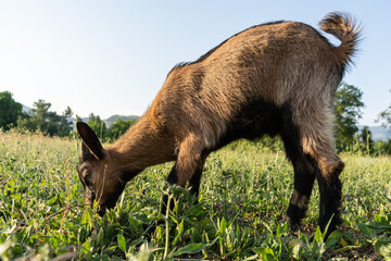 Little goat in a field