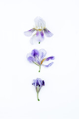 Iris flower collection. High quality photo