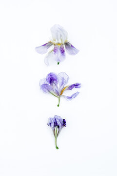 Iris flower collection. High quality photo