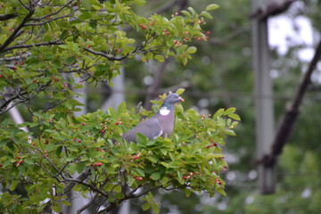 a pigeon on a thin branch eats fruit
