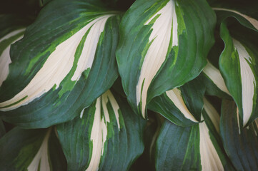 Abstract nature background with green plant leaves