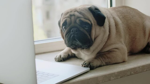 Cute dog pug with a laptop on the windowsill