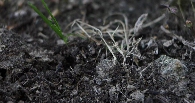 Topsoil of a composter in which the movement of decomposing larvae and worms is noted