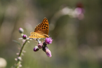 Silver-washed fritillary macro selective focus