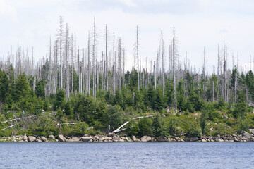 Dead trees bark beetle Harz
