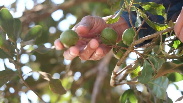 Farmer harvesting macadamia in the plant
