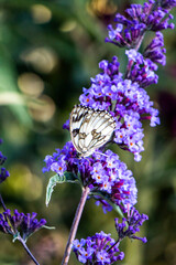 Festa della lavanda Castelnuovo di Assisi
