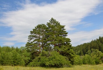 pine family
