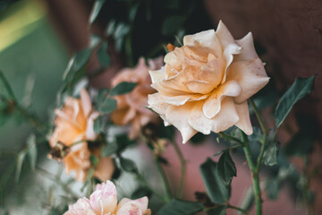 yellow rose in the garden