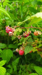 red and yellow flowers