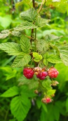 wild strawberry on a bush