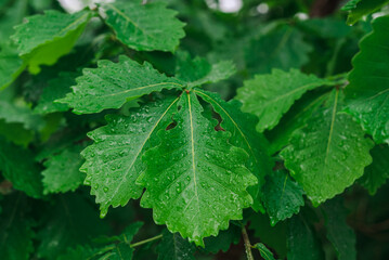 A branch of oak tree with large green leaves covered with rain water drops in summer