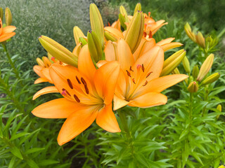 Obraz premium Close-up of the bulbous lily (Lilium Bulbiferum)