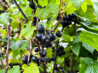 Black currant (Latin Ribes nigrum) is a deciduous shrub, a species of the genus Currant (Ribes) of the monotypic Gooseberry family (Grossulariaceae)